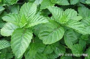 网红仙草,夏日清凉新宠，养生美食新潮流