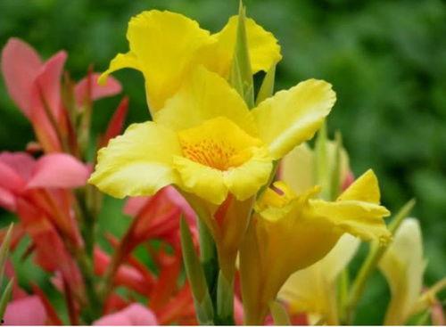 微头条美人蕉日签,每日一签，品味生活之美