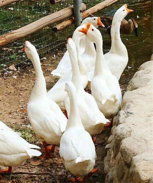 吃瓜安利鹅图片,鹅图来袭，笑翻你的周末时光